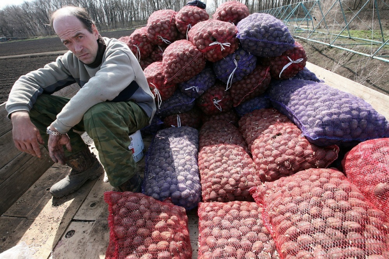 Эксклюзив: Цены на картофель в России упали до 4 рублей за килограмм